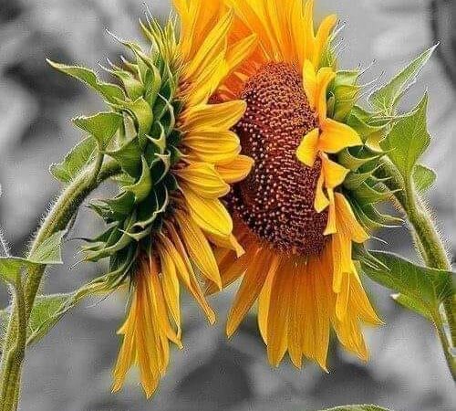 Mësimi i luleve të diellit